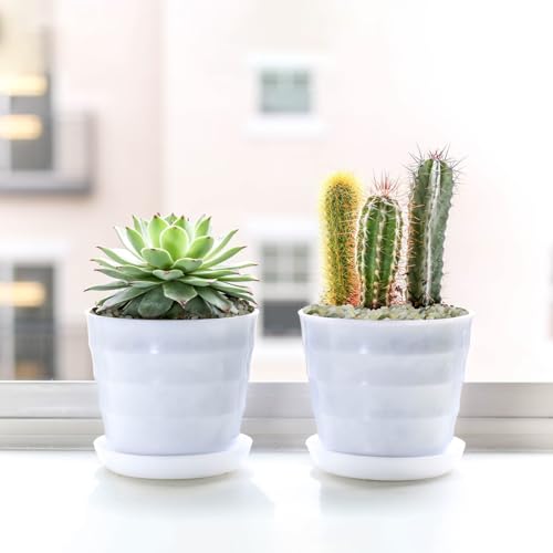 5LB Succulent and Cactus Pebbles, 1/5 Inch Jade Pebbles for Indoor Plants, Decorative Gravel for Vases, Bamboo, Succulent, Terrarium, Crafts, Cactus