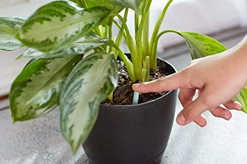 Scotts Indoor Plant Food Spikes, Includes 48 Spikes - Continuous Feeding for all Flowering and Foliage Houseplants - NPK 6-12-6, 48 Count (Pack of 12)