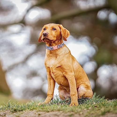 Unique style paws Dog Collar Metal Buckle Red Rose Collar Flower Gift Durable Cute Collar for Small Medium Large Boys Girls Dogs