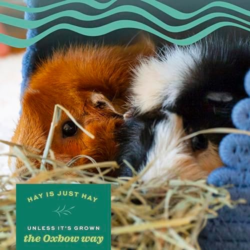 Oxbow Western Timothy Hay for Small Pets – All-Natural Grass Hay for Rabbits, Guinea Pigs, and Chinchillas – High Fiber for Digestive Health and Dental Support – 40 oz Bag