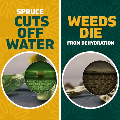 Spruce EZ-AIM Grass and Weed Killer Spray - Precision Shot for Cracks, Edges & Small Spaces - Starts Wilting in 1 Hour, Dead Weeds in 24 Hours (3 Pack, 10 Oz Each)