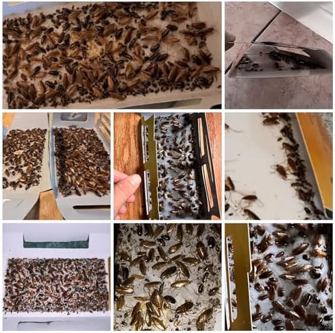 60 Pack Roach Traps,Roach Killer Indoor Infestation,Cockroach Killer Indoor Home,Glue Roach Traps,Roach Motel,Child & Pet Friendly