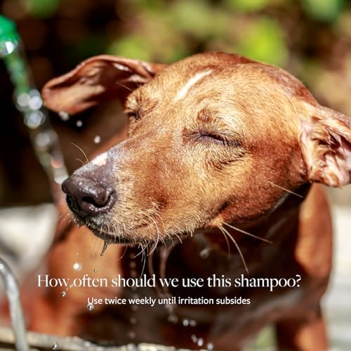 Veterinary Formula Clinical Care Antiseptic and Antifungal Medicated Shampoo for Dogs & Cats, 16 Fl Oz – Helps Alleviate Scaly, Greasy, red Skin – Paraben, Dye, Soap-Free (2 Pack)