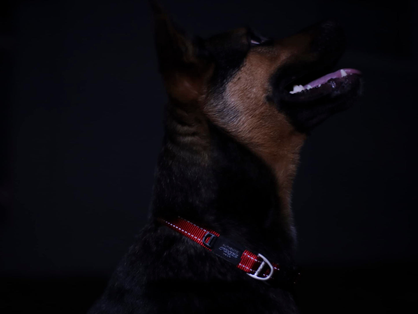 Reflective Dog Collar for Large Dogs, Adjustable from 13-22 inches, Orange