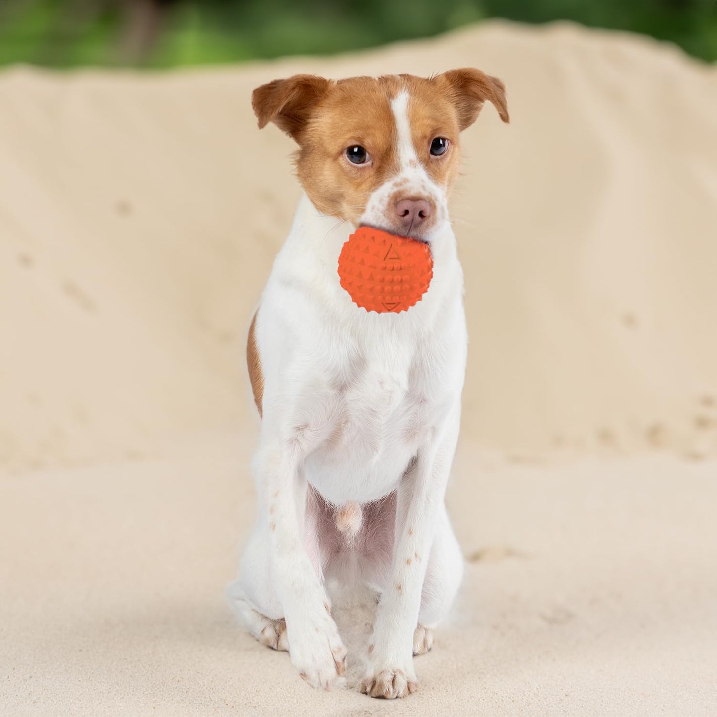 Best Pet Supplies Tough Dog Toys for Aggressive Chewers - Squeaky Dog Toys, Non-Toxic Spiky Ball for Dental Health, Interactive Toy, Pack of 2, Blue, Orange (L:3.5")