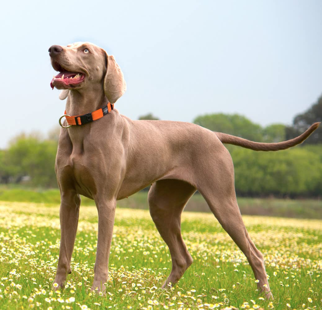Reflective Dog Collar for Large Dogs, Adjustable from 13-22 inches, Orange