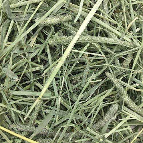 Oxbow Western Timothy Hay for Small Pets – All-Natural Grass Hay for Rabbits, Guinea Pigs, and Chinchillas – High Fiber for Digestive Health and Dental Support – 40 oz Bag