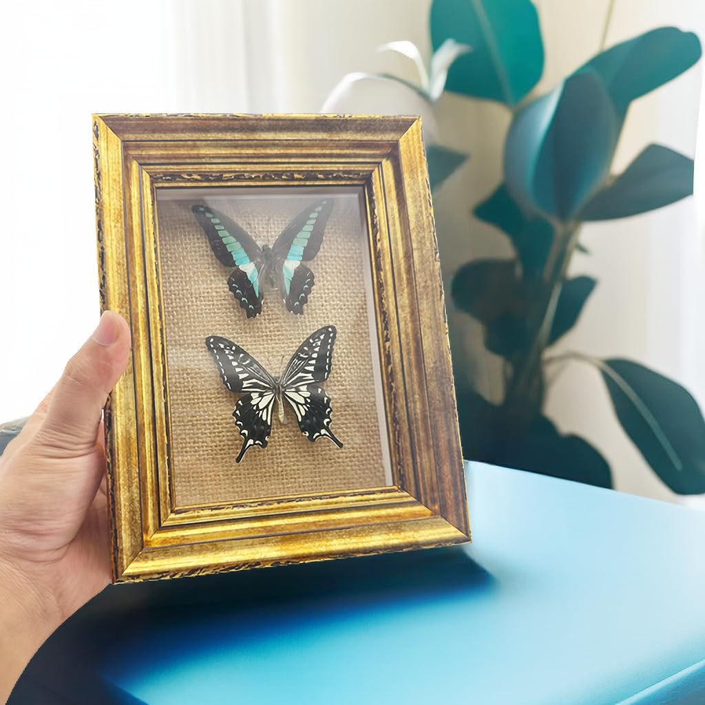 Real Framed Butterfly Moth SpecimensοΌVarious Moth Butterfly Specimens (Two Butterfly)