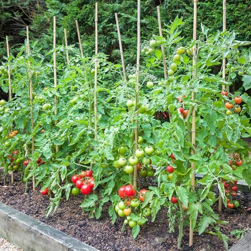 Bamboo Stakes,4FT Natural Bamboo Garden Stakes,BOVITRO 25Pcs Plant Stakes,Bamboo Sticks for Tomato,Beans,Vegetable and Climbing Plants