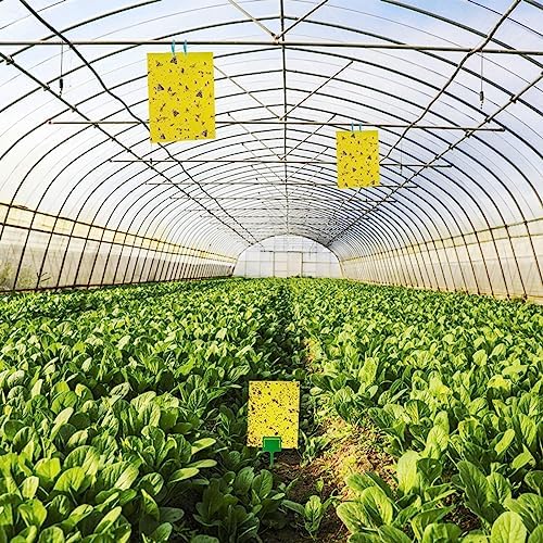 Dwcom 60 Pack Yellow Sticky Traps for Gnats Fruit Fly Traps for Indoors, Fungus Gnat Traps for House Indoor Fly Paper Indoor for Gnats Killer Indoor Trap