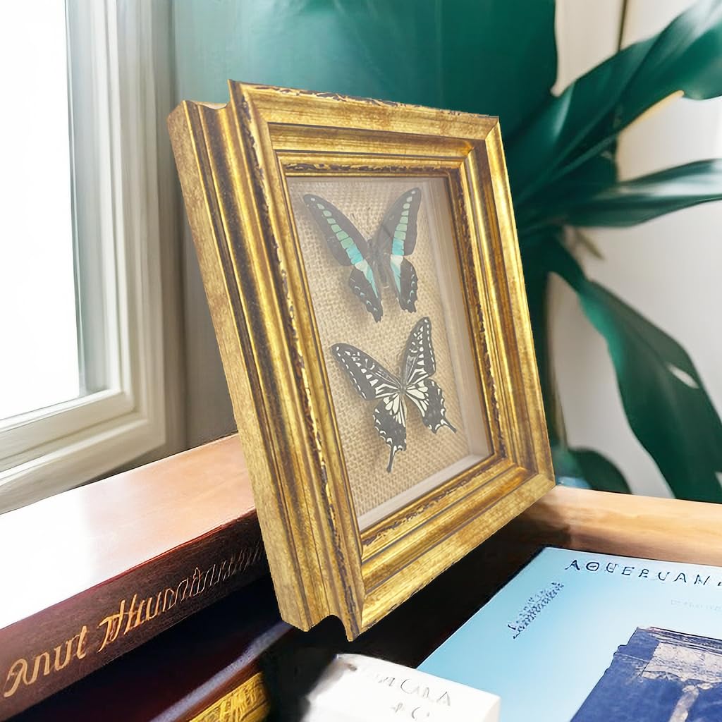 Real Framed Butterfly Moth SpecimensοΌVarious Moth Butterfly Specimens (Two Butterfly)