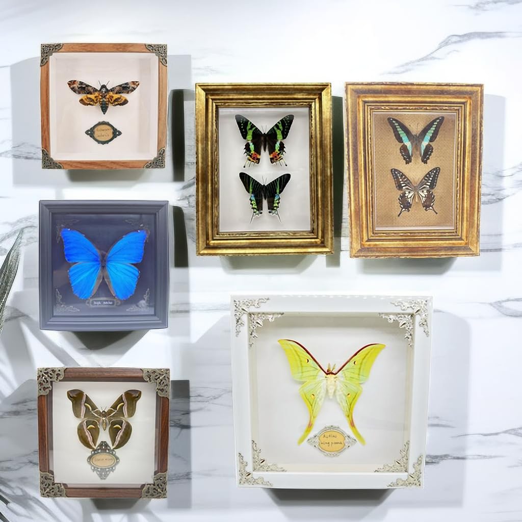 Real Framed Butterfly Moth SpecimensοΌVarious Moth Butterfly Specimens (Two Butterfly)