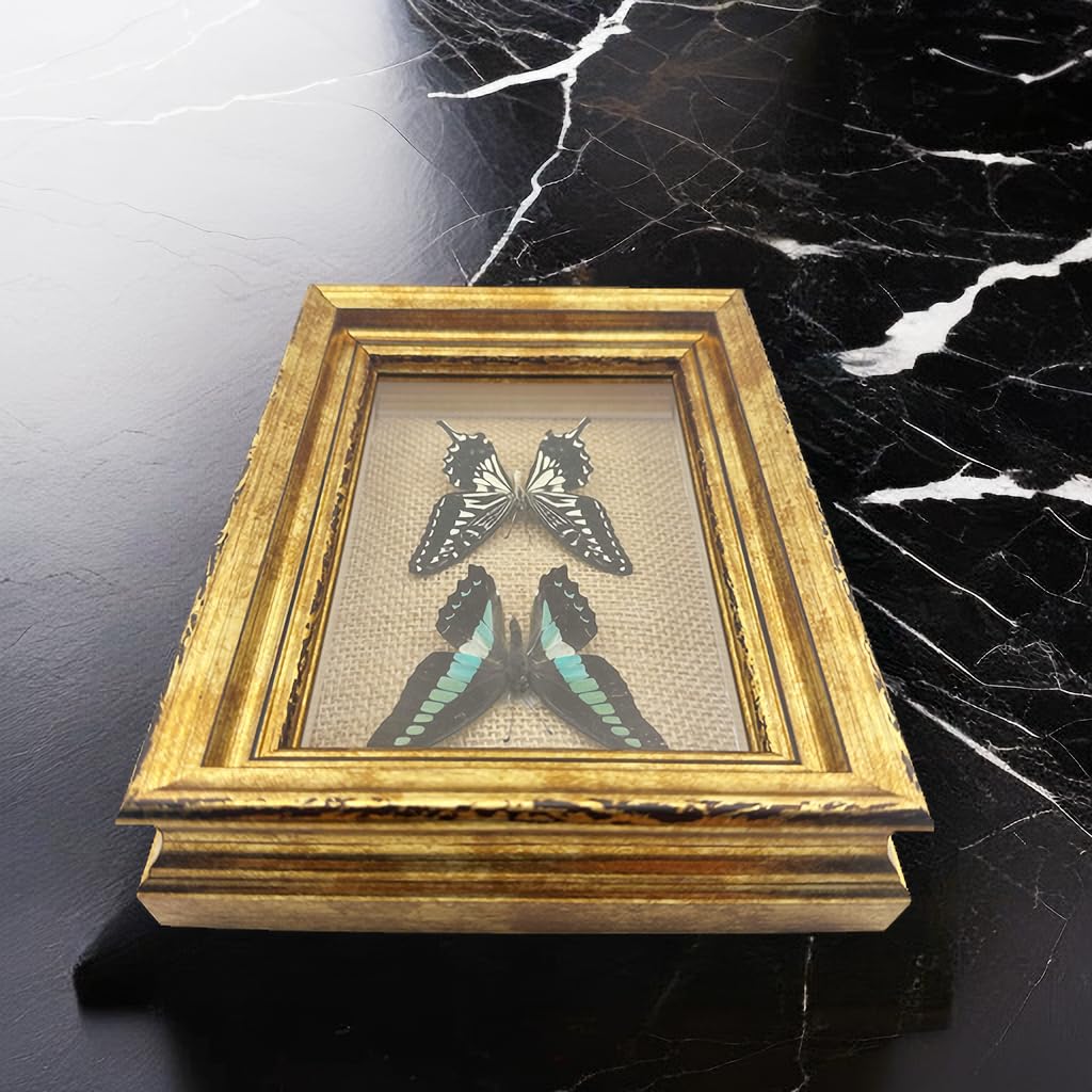 Real Framed Butterfly Moth SpecimensοΌVarious Moth Butterfly Specimens (Two Butterfly)