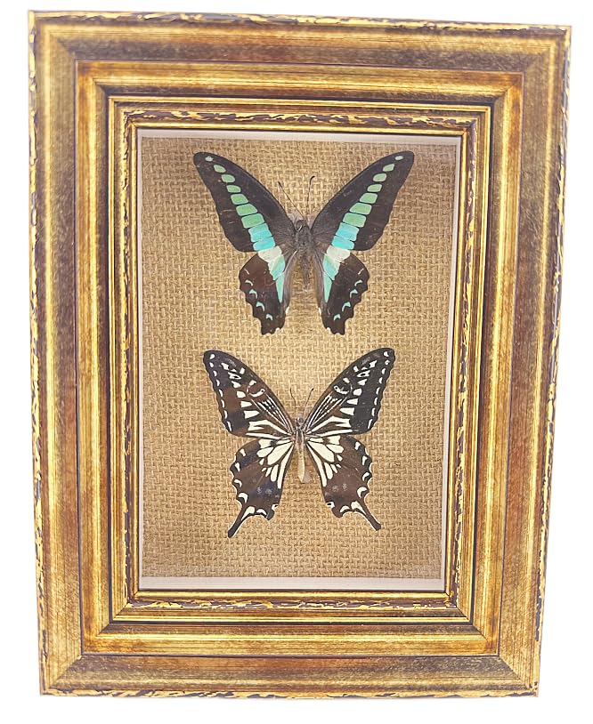 Real Framed Butterfly Moth SpecimensοΌVarious Moth Butterfly Specimens (Two Butterfly)