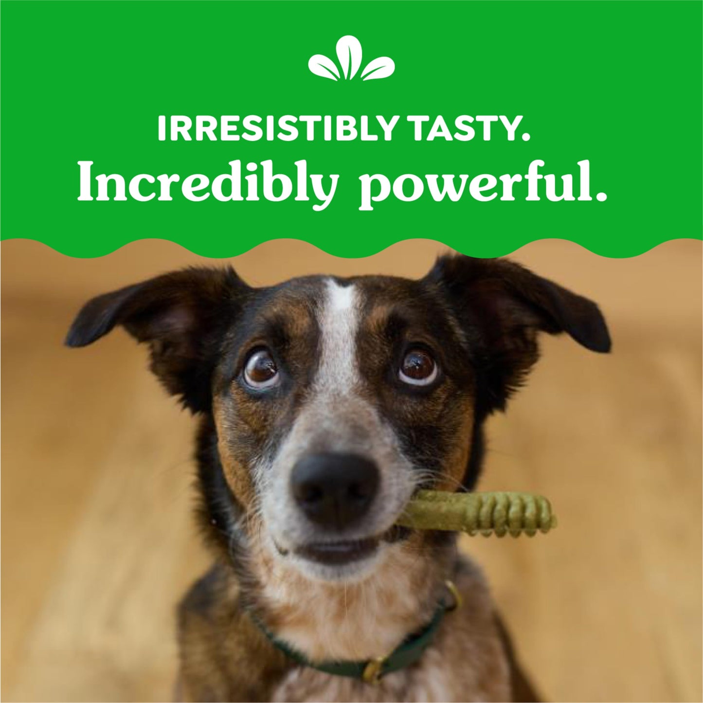 Greenies Original Regular Dental Dog Treats, (4) 18 ct Packs (72 Treats Total)