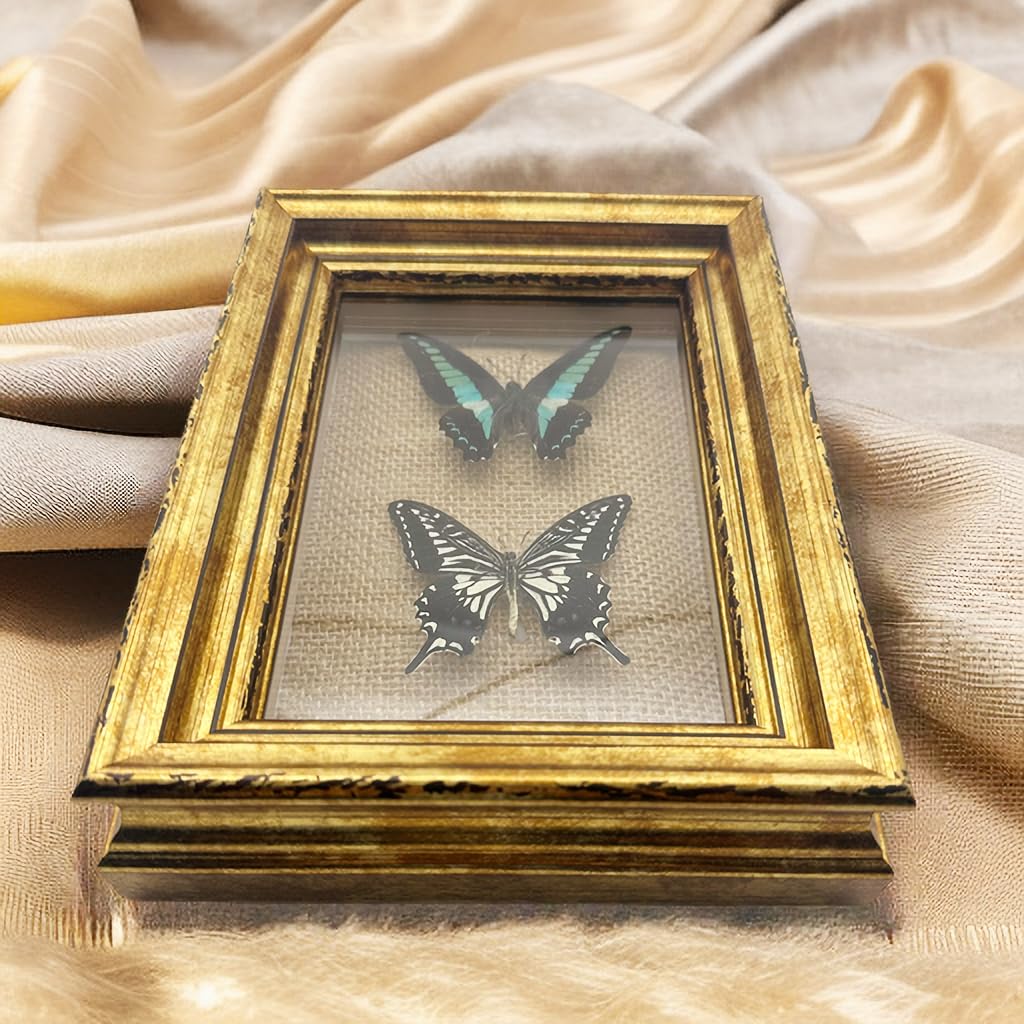 Real Framed Butterfly Moth SpecimensοΌVarious Moth Butterfly Specimens (Two Butterfly)