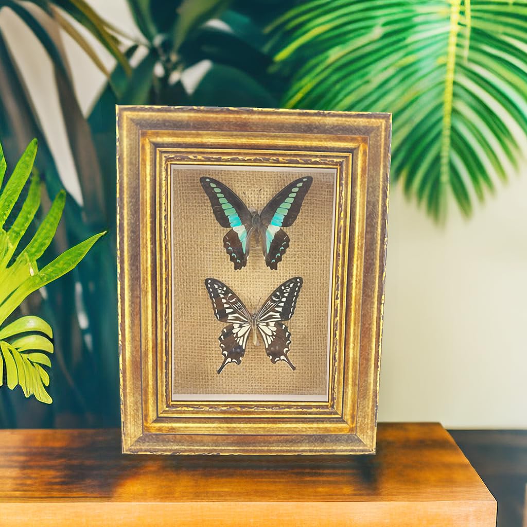 Real Framed Butterfly Moth SpecimensοΌVarious Moth Butterfly Specimens (Two Butterfly)