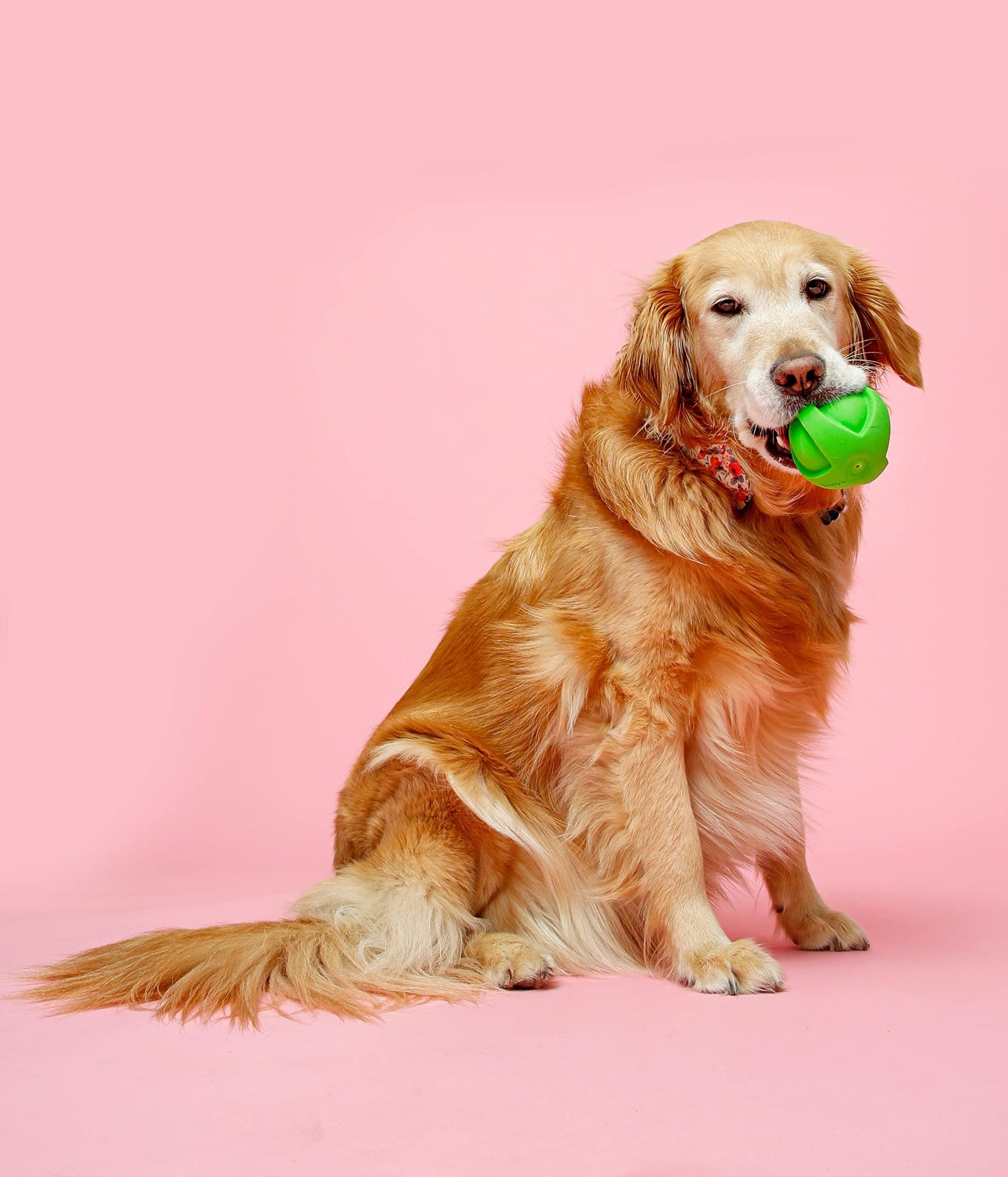 Hartz DuraPlay Ball Squeaky Latex Dog Toy, Neon Green, Neon Pink & Neon Orange, Large 3 Count Pack