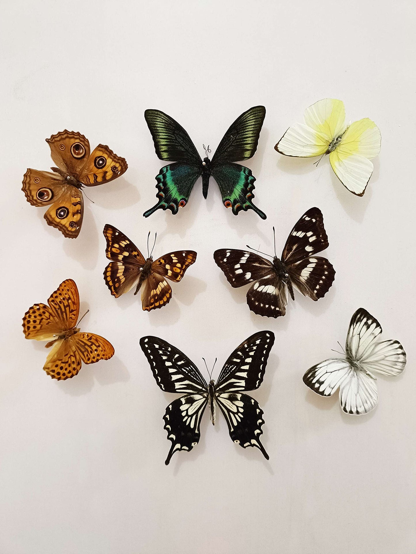 15 pcs of Real Dried Dead Butterflies with Spread Wings Shaped, Natural unmounted Butterfly specimens for Art, Decorations, Taxidermy and Gifts for Kids and Family(15 Pcs Butterfly)