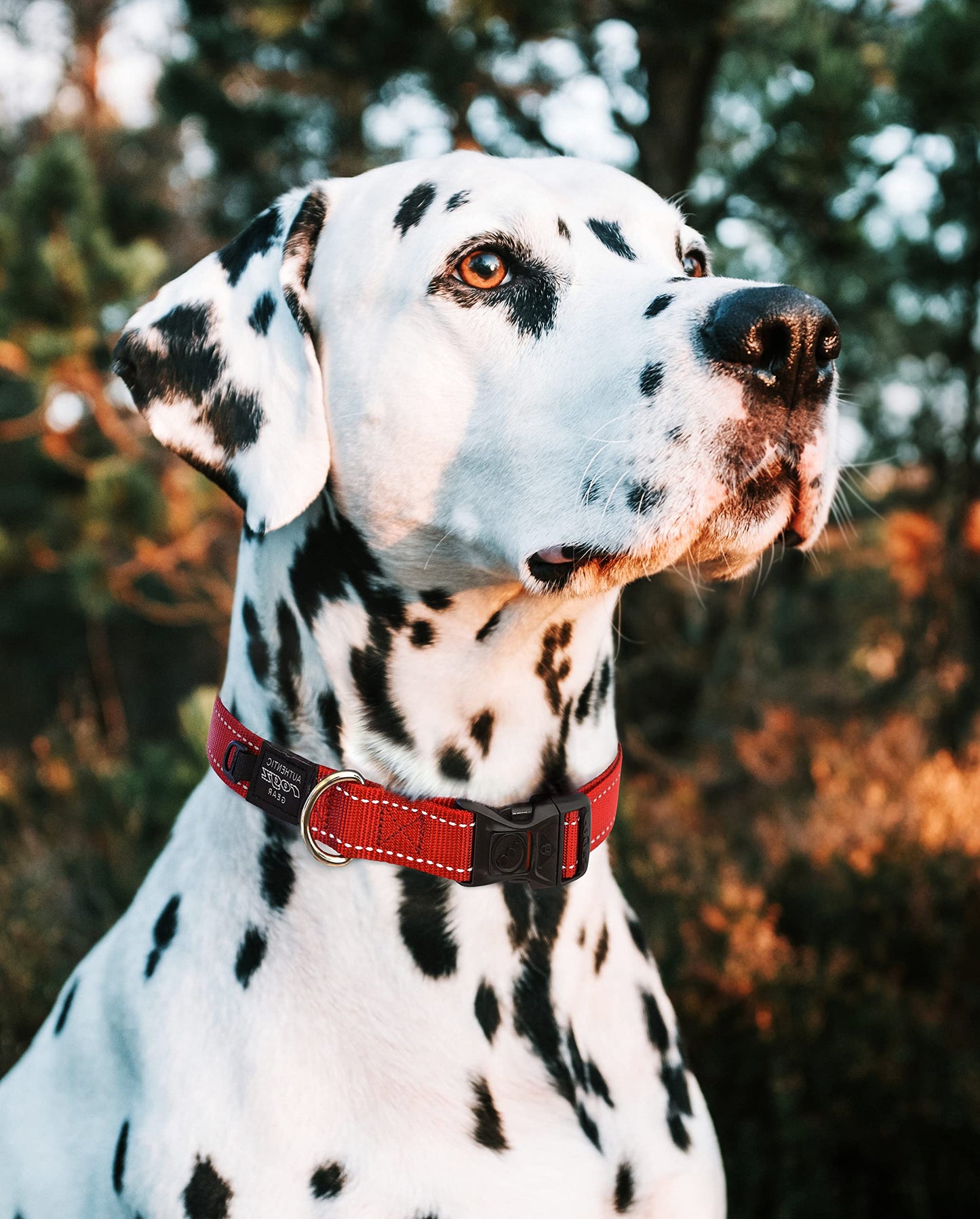 Reflective Dog Collar for Large Dogs, Adjustable from 13-22 inches, Orange
