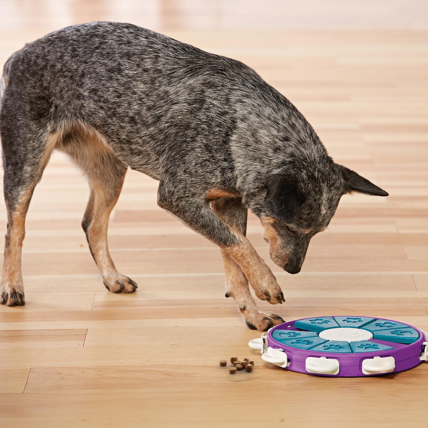 Outward Hound by Nina Ottosson Dog Twister Treat Puzzle Enrichment Toy, Level 3 Advanced, Purple