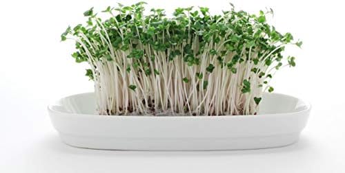 Nature Jims Sprouts Broccoli Sprout Seeds - Certified Organic for Indoor/Outdoor Use - Rich in Sulforaphane Healthy, Nutritious Broccoli Seeds Sprout in 5 Days - 8oz