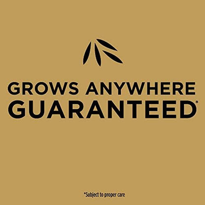 Scotts EZ Seed Patch & Repair Sun and Shade Mulch, Grass Seed, Fertilizer Combination for Bare Spots and Repair, 3.75 lb, Brown
