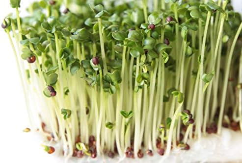 Nature Jims Sprouts Broccoli Sprout Seeds - Certified Organic for Indoor/Outdoor Use - Rich in Sulforaphane Healthy, Nutritious Broccoli Seeds Sprout in 5 Days - 8oz
