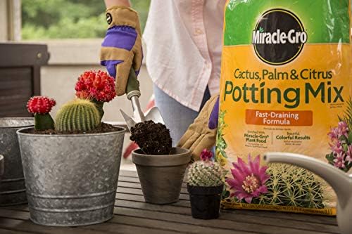 Miracle-Gro Cactus, Palm and Citrus Potting Mix, for Indoor or Outdoor Potted Plants, Great for Succulents, 8 qt., 2-Pack