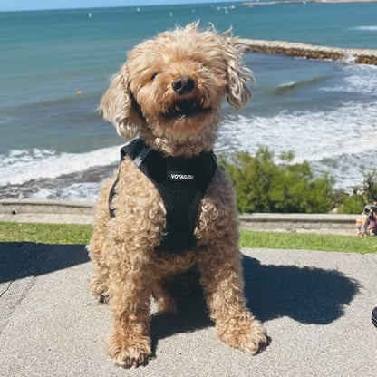 Voyager Step-In Air Dog Harness - All Weather Mesh, Reflective, No Pull Harness for Small, Medium Dogs, Cats - Secure with Hook & Loop Fastener, Buckle, Double D-Rings - Black/Black Trim, XS