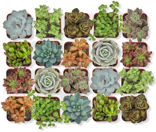 Altman Plants, Live Succulent Plants (20 Pack) Assorted Potted Succulents Plants Live House Plants in Cacti and Succulent Soil Mix, Cactus Plants Live Indoor Plants Live Houseplants in Planter Pots