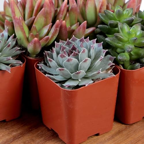 Altman Plants, Live Succulent Plants (20 Pack) Assorted Potted Succulents Plants Live House Plants in Cacti and Succulent Soil Mix, Cactus Plants Live Indoor Plants Live Houseplants in Planter Pots