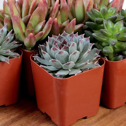 Altman Plants, Live Succulent Plants (20 Pack) Assorted Potted Succulents Plants Live House Plants in Cacti and Succulent Soil Mix, Cactus Plants Live Indoor Plants Live Houseplants in Planter Pots