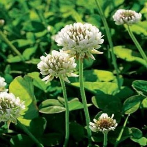 Outsidepride Perennial White Dutch Clover Seed - 2 lbs. Nitrocoated, Inoculated Clover Seeds for Lawn Alternative, Erosion Control, Food Plots, Ground Cover, & Pasture Mixtures in USDA Zones 3-10