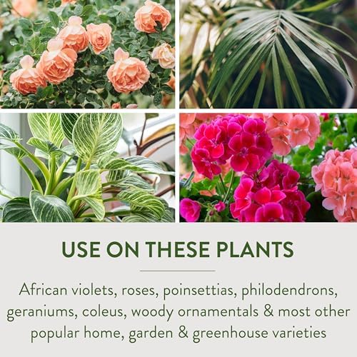 Garden Safe Brand TakeRoot Rooting Hormone, 2 Count, Powder Helps Grow New Plants from Cuttings Including Most Home, Garden and Greenhouse Varieties, 2 Pack