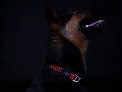 Reflective Dog Collar for Large Dogs, Adjustable from 13-22 inches, Orange