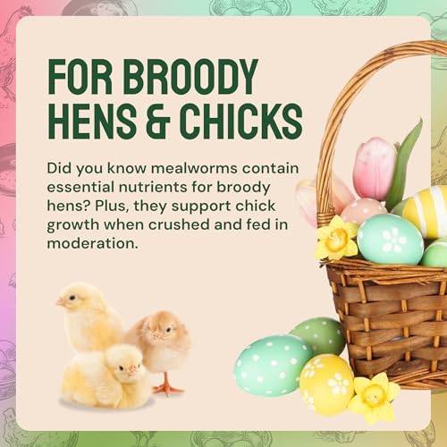 Bulk Dried Mealworms, 10 Lbs – Non-GMO Mealworms for Chicken & Birds - Insect Protein for Poultry Feed - Worms for Chickens, Laying Hens, Quail, Ducks - Bird Seed Alternative