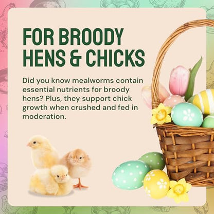 Bulk Dried Mealworms, 10 Lbs – Non-GMO Mealworms for Chicken & Birds - Insect Protein for Poultry Feed - Worms for Chickens, Laying Hens, Quail, Ducks - Bird Seed Alternative