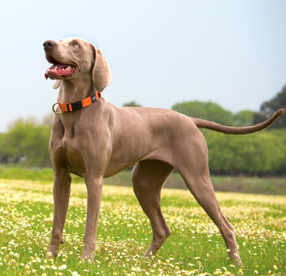 Reflective Dog Collar for Large Dogs, Adjustable from 13-22 inches, Orange