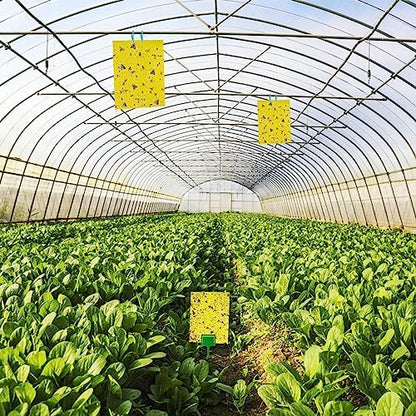 Dwcom 60 Pack Yellow Sticky Traps for Gnats Fruit Fly Traps for Indoors, Fungus Gnat Traps for House Indoor Fly Paper Indoor for Gnats Killer Indoor Trap