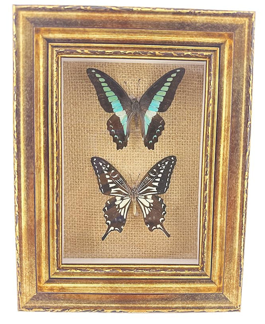 Real Framed Butterfly Moth Specimens，Various Moth Butterfly Specimens (Two Butterfly)