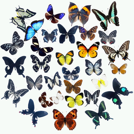 15 pcs of Real Dried Dead Butterflies with Spread Wings Shaped, Natural unmounted Butterfly specimens for Art, Decorations, Taxidermy and Gifts for Kids and Family(15 Pcs Butterfly)