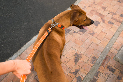 Reflective Dog Leash for Large Dogs, 3/4" wide, 6' long, Black