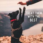 Beg & Barker Beef Chips for Dogs (8 Ounce, Pack of 1) - Single Ingredient Dog Treats Made for Large & Small Dogs Protein Human Grade Dog Treats Made from Real Meat Beef, Made in USA - Image 4