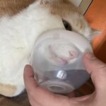 Pet Low Noise Nebulizer for Cats and Dogs (Small - Cat and Puppy) - Image 5