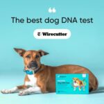 Embark Breed & Health Kit - Dog DNA Test - Discover Breed, Ancestry, Relative Finder, Genetic Health, Traits, Allergy Risk Scores - Image 5