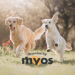 MYOS Canine Muscle Formula - All-Natural Muscle Building Supplement - Helps Reduce Muscle Loss in Aging Dogs and Improve Recovery from Injury or Surgery - Image 8