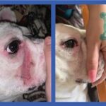Squishface Wrinkle Paste - 2 Pack - Bulldog, French Bulldog, Pug, English Bulldog – Cleans Wrinkles, Tear Stain, Tail Pockets, and Paws – Anti-Itch Tear Stain Remover & Bulldog Wrinkle Cream, 2 Oz. - Image 5