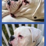 Squishface Wrinkle Paste - 2 Pack - Bulldog, French Bulldog, Pug, English Bulldog – Cleans Wrinkles, Tear Stain, Tail Pockets, and Paws – Anti-Itch Tear Stain Remover & Bulldog Wrinkle Cream, 2 Oz. - Image 7
