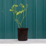 Heirloom Roses Rose Plant - Super Dorothy® Pink Rose Bush, Climbing Rose Live Plant for Planting Outdoors - Image 4